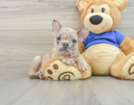 7 week old French Bulldog Puppy For Sale - Pilesgrove Pups