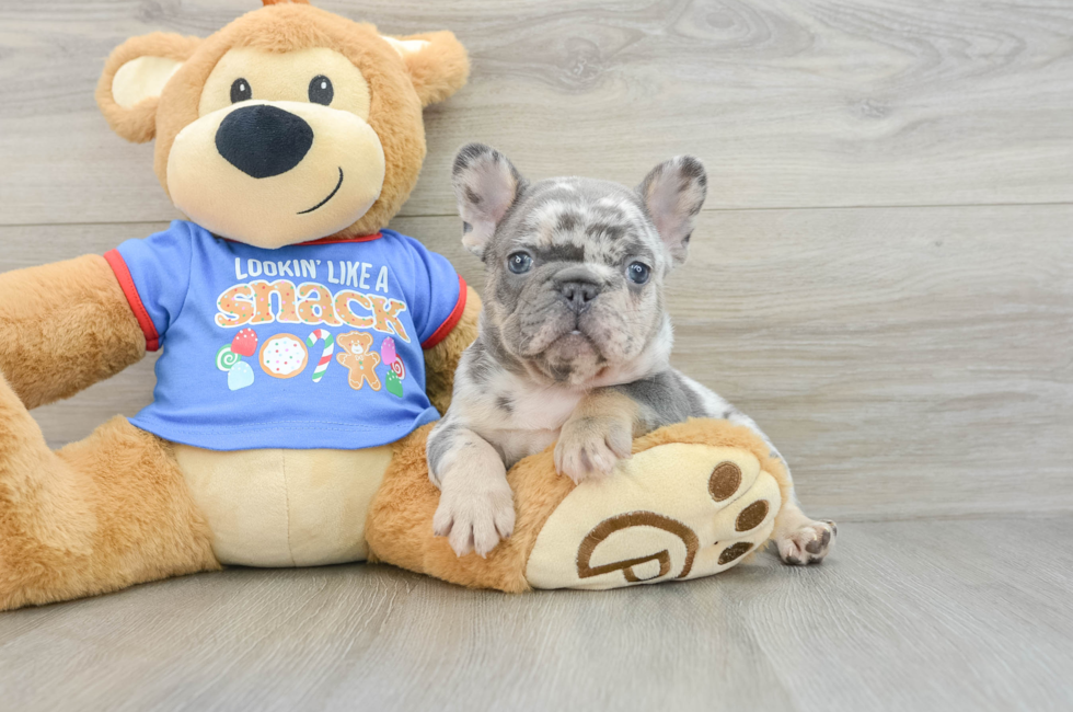 7 week old French Bulldog Puppy For Sale - Pilesgrove Pups