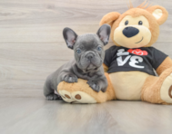 7 week old French Bulldog Puppy For Sale - Pilesgrove Pups