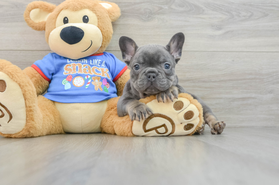 7 week old French Bulldog Puppy For Sale - Pilesgrove Pups