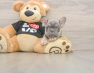 7 week old French Bulldog Puppy For Sale - Pilesgrove Pups