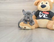 7 week old French Bulldog Puppy For Sale - Pilesgrove Pups