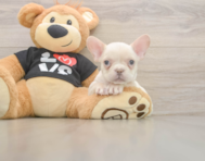 7 week old French Bulldog Puppy For Sale - Pilesgrove Pups
