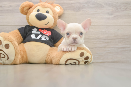8 week old French Bulldog Puppy For Sale - Pilesgrove Pups Hypoallergenic French Bulldog Baby