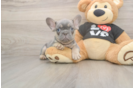 Small French Bulldog Purebred Pup
