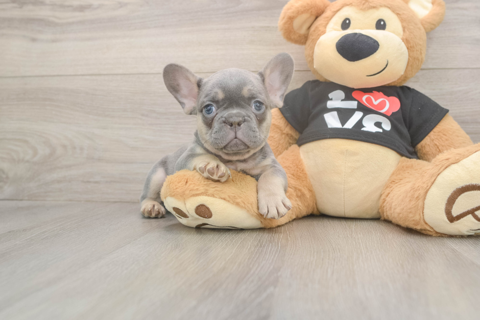 Small French Bulldog Purebred Pup