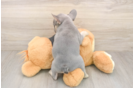 French Bulldog Puppy for Adoption