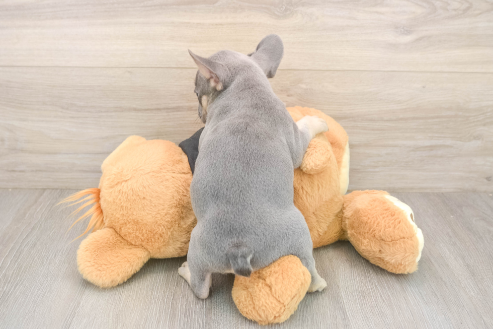 French Bulldog Puppy for Adoption