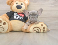7 week old French Bulldog Puppy For Sale - Pilesgrove Pups