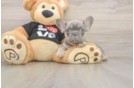 Playful French Bulldog Purebred Pup