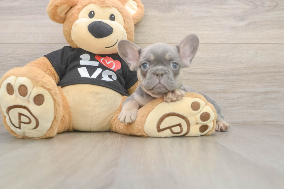 Playful French Bulldog Purebred Pup