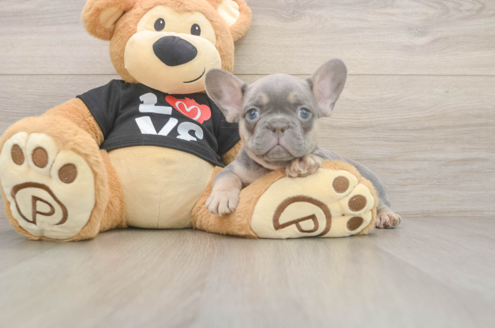9 week old French Bulldog Puppy For Sale - Pilesgrove Pups