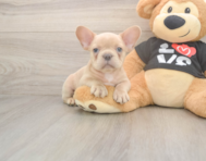 7 week old French Bulldog Puppy For Sale - Pilesgrove Pups