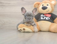 7 week old French Bulldog Puppy For Sale - Pilesgrove Pups