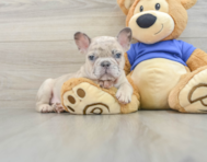 7 week old French Bulldog Puppy For Sale - Pilesgrove Pups