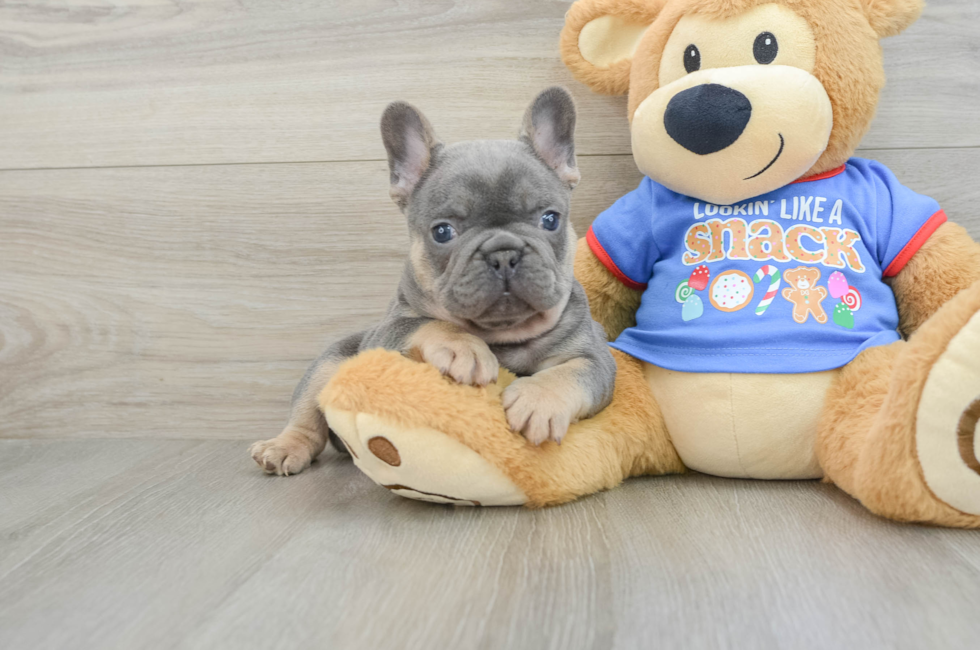 7 week old French Bulldog Puppy For Sale - Pilesgrove Pups