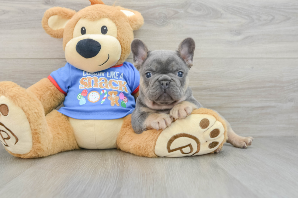 Hypoallergenic French Bulldog Purebred Pup