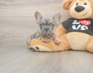 7 week old French Bulldog Puppy For Sale - Pilesgrove Pups