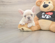 7 week old French Bulldog Puppy For Sale - Pilesgrove Pups