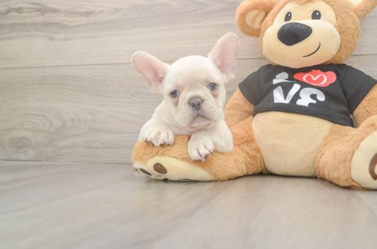 8 week old French Bulldog Puppy For Sale - Pilesgrove Pups Best French Bulldog Baby