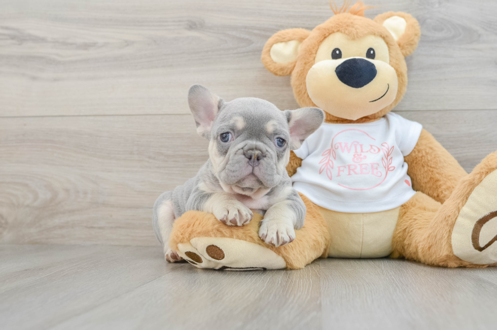 7 week old French Bulldog Puppy For Sale - Pilesgrove Pups