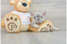 Akc Registered French Bulldog Baby