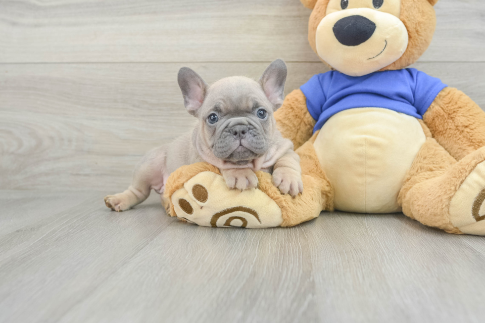 French Bulldog Pup Being Cute