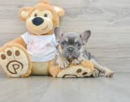 8 week old French Bulldog Puppy For Sale - Pilesgrove Pups