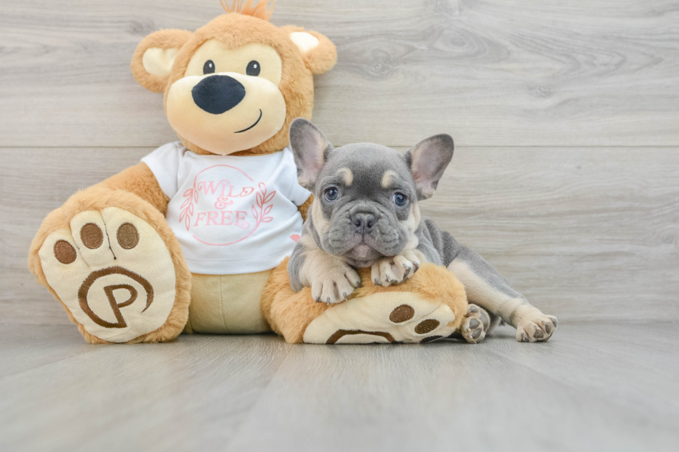 French Bulldog Pup Being Cute