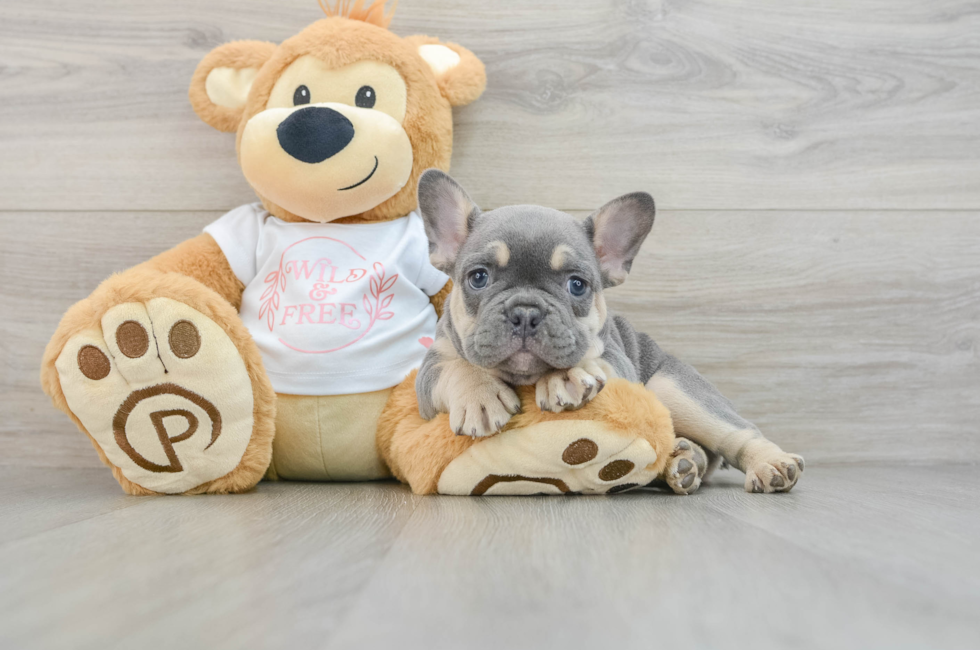 7 week old French Bulldog Puppy For Sale - Pilesgrove Pups