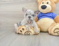 8 week old French Bulldog Puppy For Sale - Pilesgrove Pups