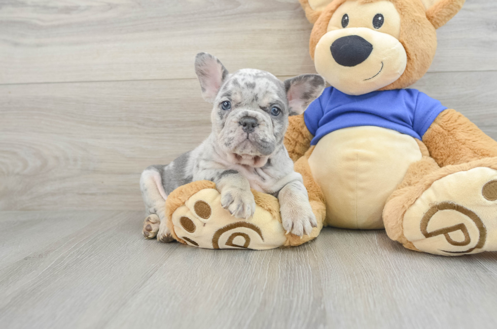 7 week old French Bulldog Puppy For Sale - Pilesgrove Pups