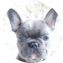 French Bulldog Puppy For Sale - Pilesgrove Pups French Bulldog Puppy For Sale - Pilesgrove Pups