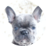 French Bulldog Puppies For Sale - Pilesgrove Pups French Bulldog Puppies For Sale - Pilesgrove Pups