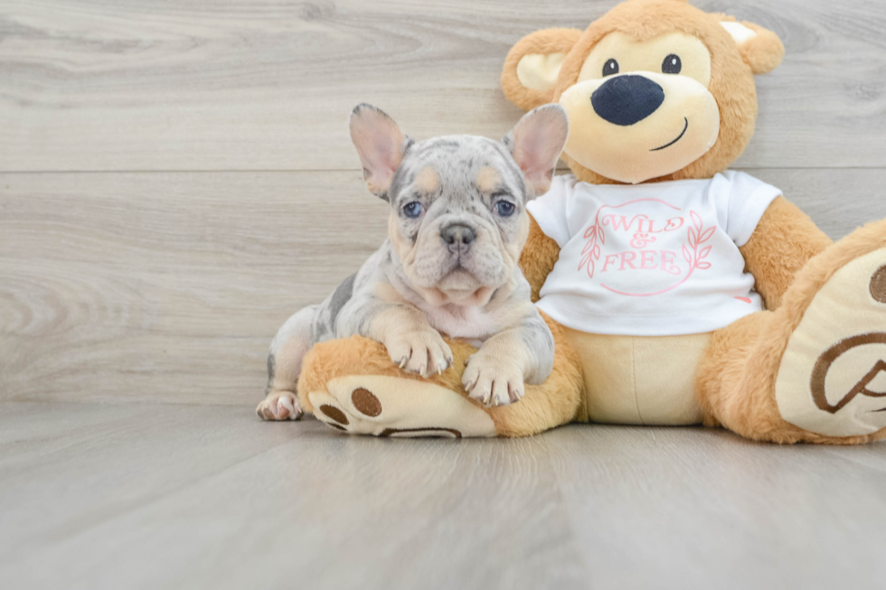 French Bulldog Pup Being Cute