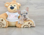 9 week old French Bulldog Puppy For Sale - Pilesgrove Pups