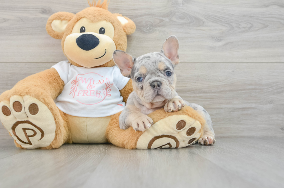 7 week old French Bulldog Puppy For Sale - Pilesgrove Pups