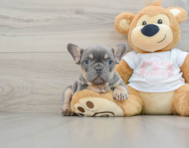 8 week old French Bulldog Puppy For Sale - Pilesgrove Pups