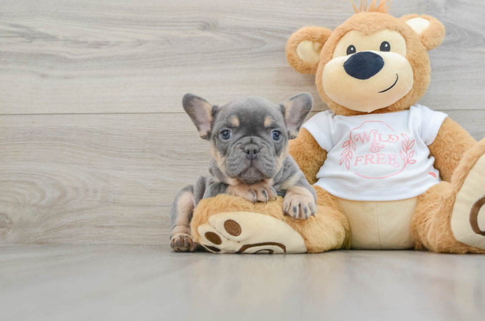 7 week old French Bulldog Puppy For Sale - Pilesgrove Pups