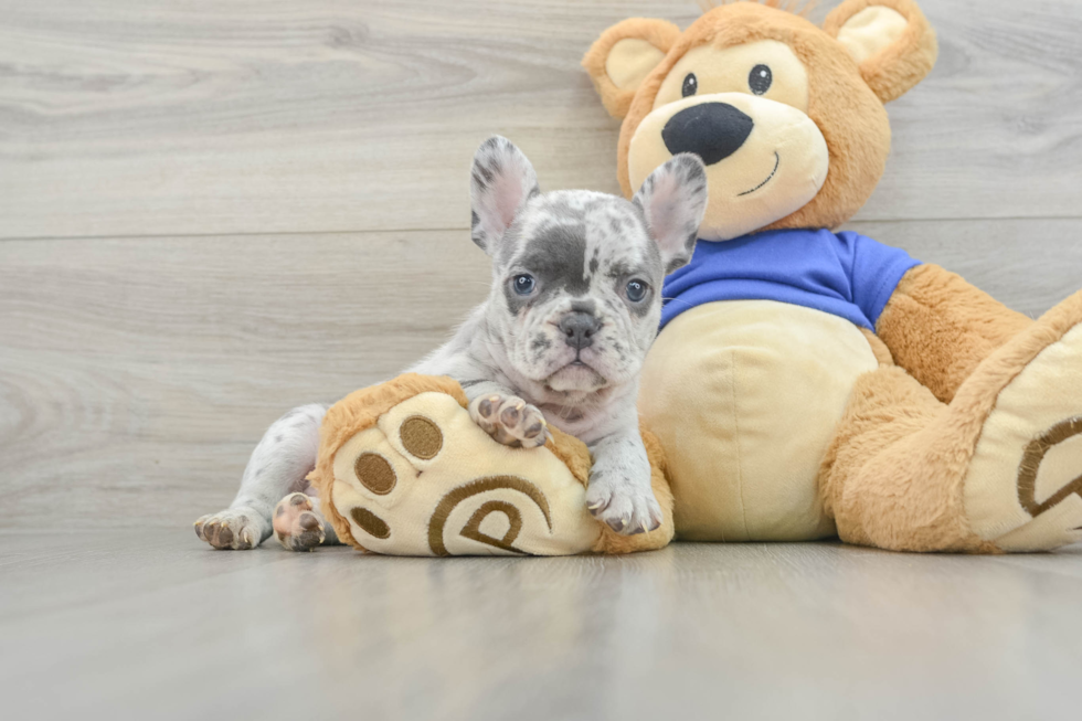 Best French Bulldog Baby