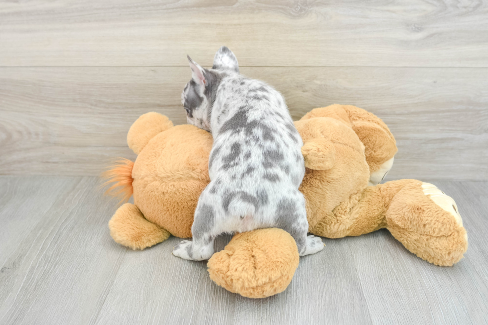 Smart Frenchie Purebred Puppy