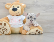 8 week old French Bulldog Puppy For Sale - Pilesgrove Pups