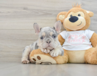 9 week old French Bulldog Puppy For Sale - Pilesgrove Pups