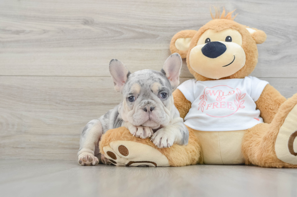 7 week old French Bulldog Puppy For Sale - Pilesgrove Pups