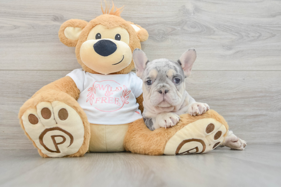 Best French Bulldog Baby