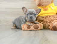 8 week old French Bulldog Puppy For Sale - Pilesgrove Pups