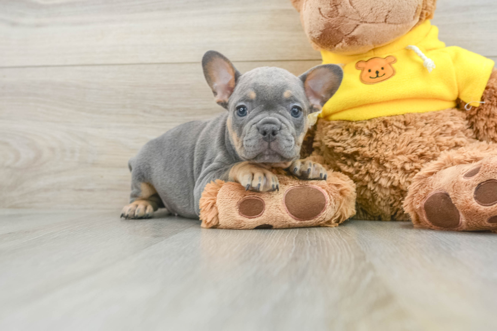 French Bulldog Pup Being Cute