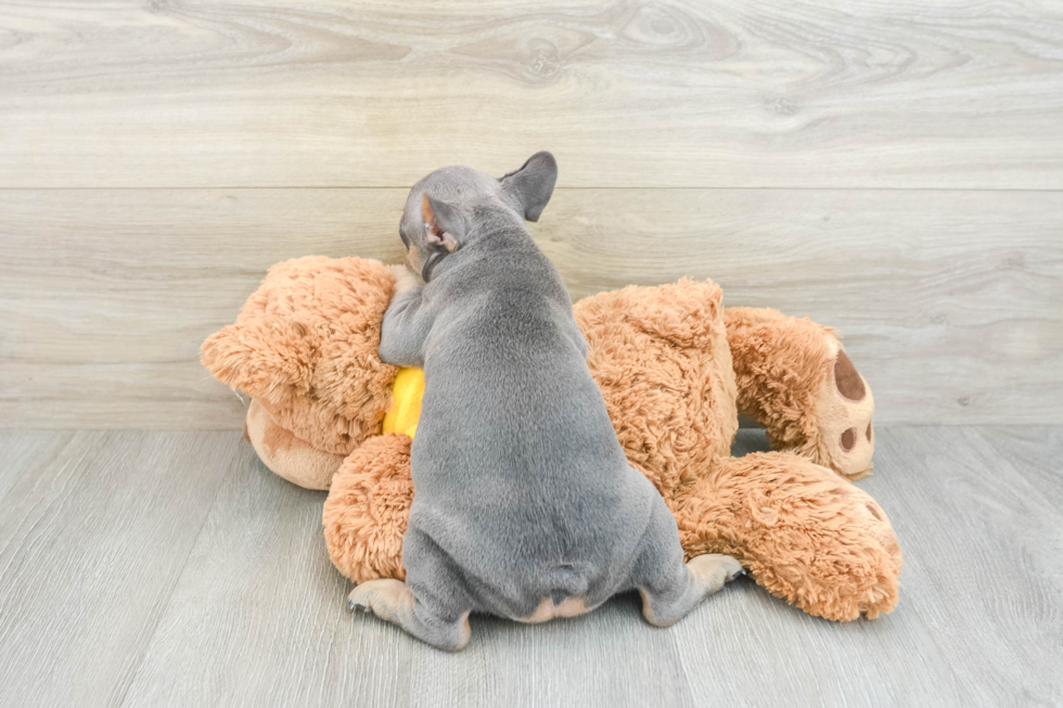 Hypoallergenic French Bulldog Purebred Pup