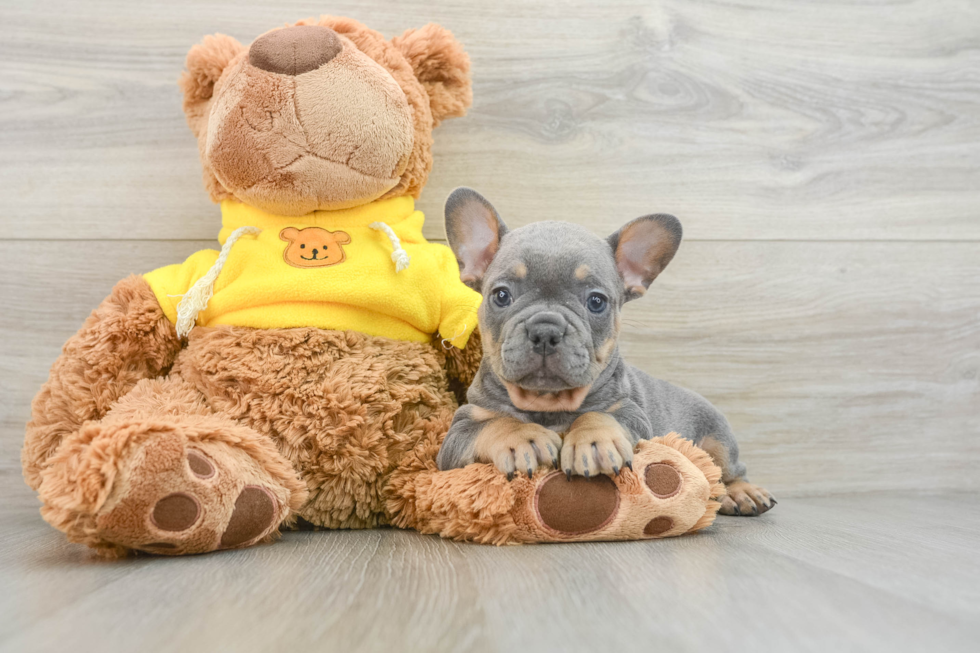 French Bulldog Puppy for Adoption