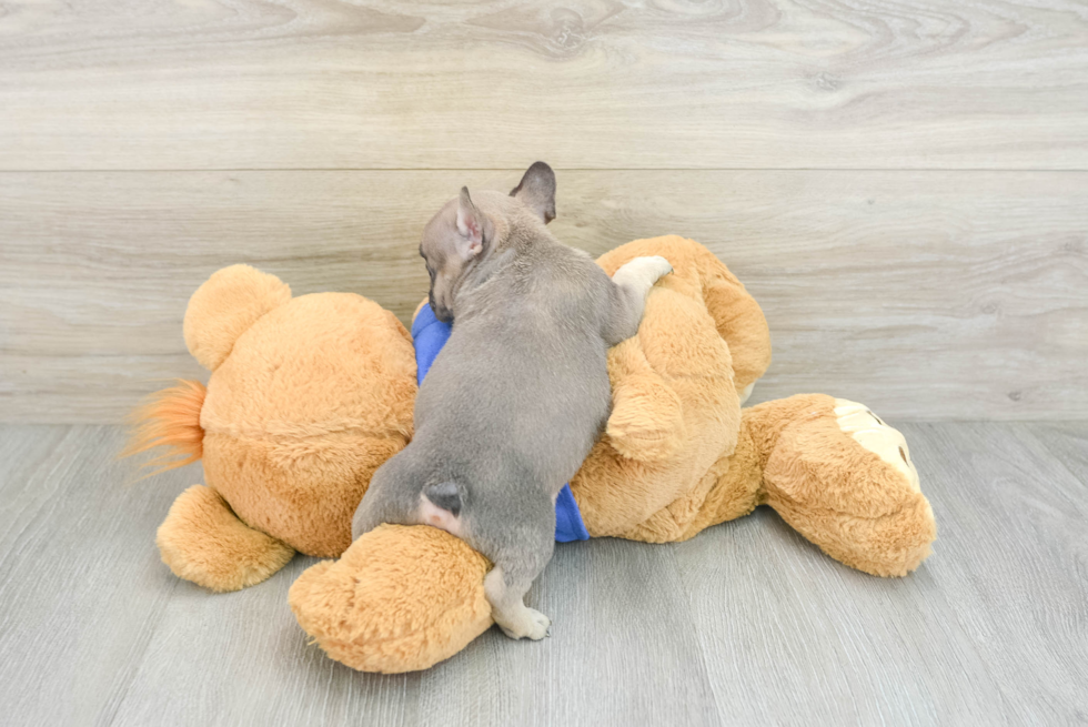 Sweet Frenchie Purebred Puppy